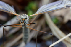 Tipula vittata