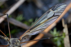 Tipula vittata