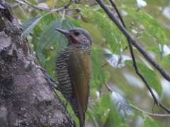 Colaptes auricularis