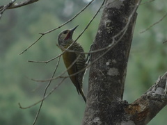 Colaptes auricularis