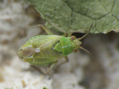 Conostethus venustus