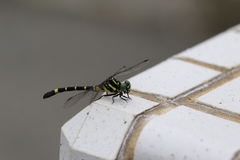 Melligomphus viridicostus