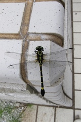 Melligomphus viridicostus