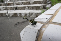 Melligomphus viridicostus