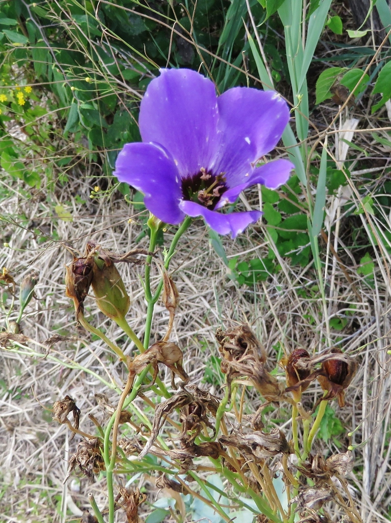 Eustoma russellianum, Cedar Ridge Preserve, Cedar Hill, TX