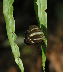 Neptis clinia susruta