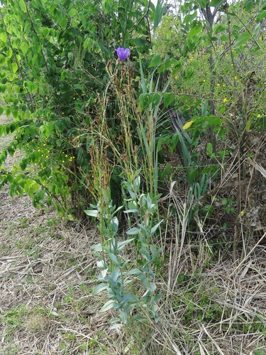 Eustoma russellianum