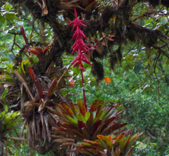 Tillandsia superba
