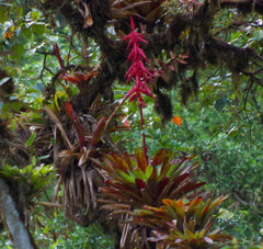 Tillandsia superba