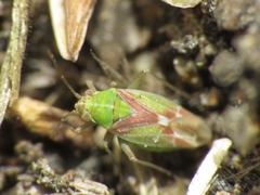 Conostethus venustus
