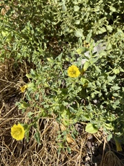Physalis crassifolia infundibularis