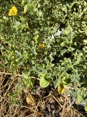 Physalis crassifolia infundibularis