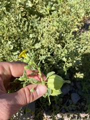 Physalis crassifolia infundibularis