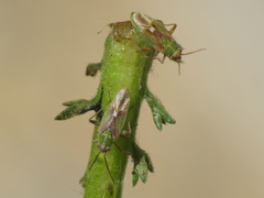 Conostethus venustus