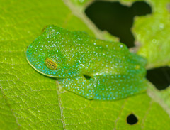 Pichincha Giant Glass Frog photo 2