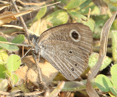 Ypthima tabella