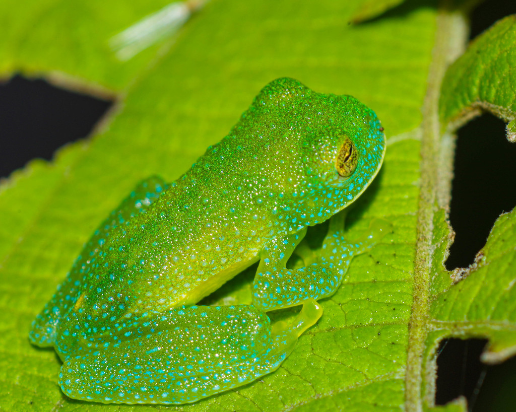 Pichincha Giant Glass Frog