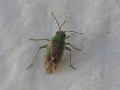 Conostethus venustus