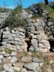 Ardea cinerea