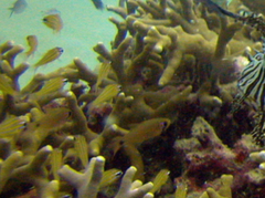 Ostorhinchus properuptus