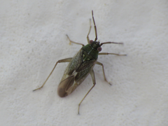 Conostethus venustus