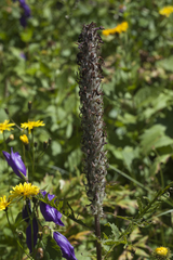 Pedicularis atropurpurea