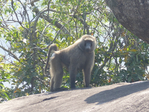 Olive Baboon