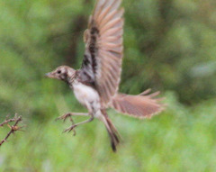 Pinarocorys nigricans