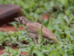 Pinarocorys nigricans