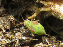 Conostethus venustus