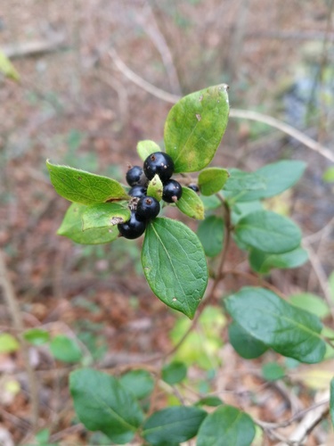 Lonicera japonica
