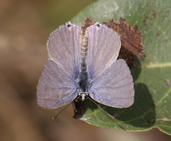 Catochrysops strabo strabo