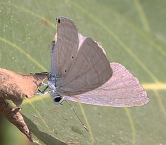 Catochrysops strabo strabo