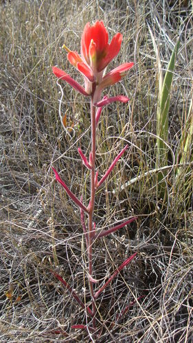 Image of Rigid Paintbrush (Castilleja rigida) by no rights reserved