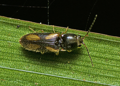 Cardiophorinae