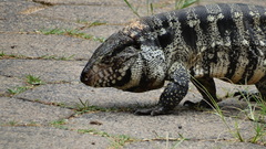 Argentine Black and White Tegu photo 2