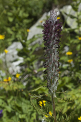 Pedicularis atropurpurea