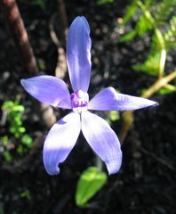 Cyanicula sericea