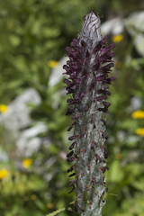 Pedicularis atropurpurea
