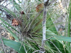 Tillandsia setacea