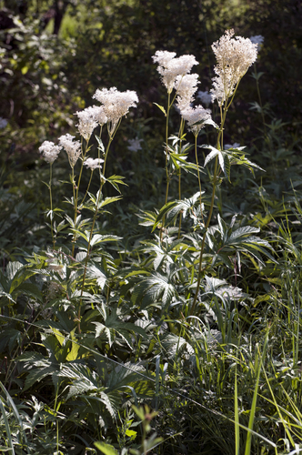 Siberian Meadowsweet