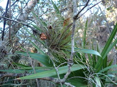 Tillandsia setacea