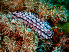 Phyllidiopsis gemmata