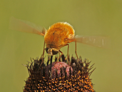 Bombylius comanche