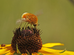 Bombylius comanche