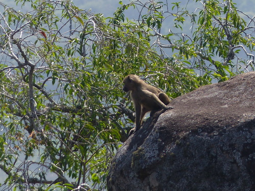 Olive Baboon