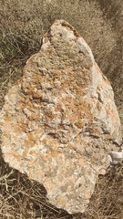 Xanthoria calcicola
