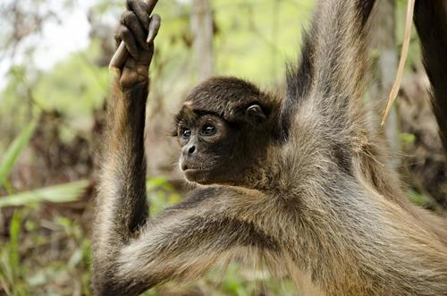 Macaco-aranha-de-Geoffroy (Ateles geoffroyi)