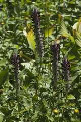 Pedicularis atropurpurea