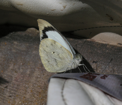 Appias indra thronion